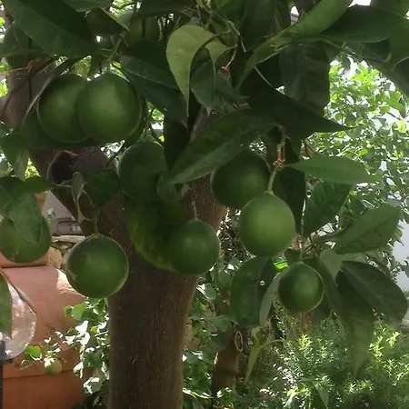 Il Melograno Appartement *